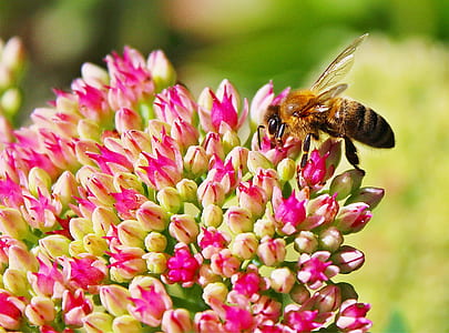 shallow focus photography of black and yellow honeybee on pink cluster flower