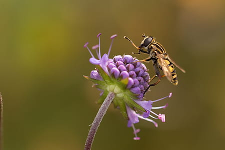 yellow hoverfly perched on purple flower in closeup photo