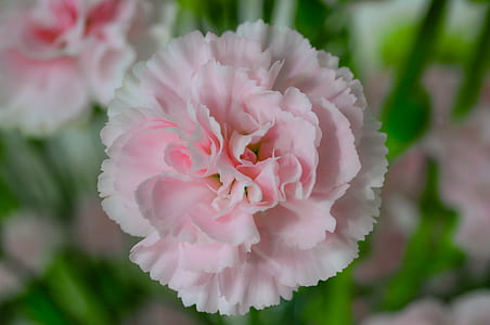 Pink Petaled Flower