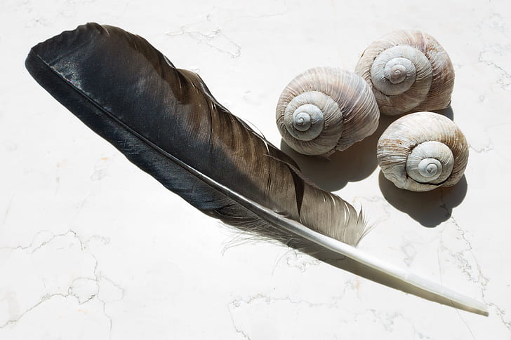 black feather beside three white nautilus shells