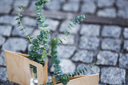 Miniature green plants in small glasses on cobblestone