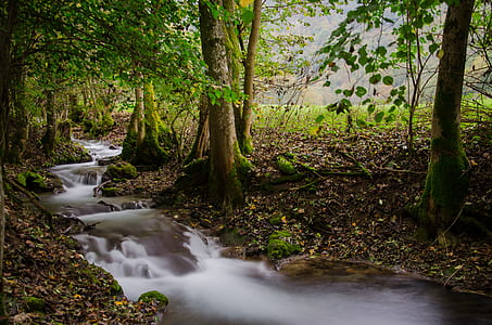 time lapse photography of river on forest