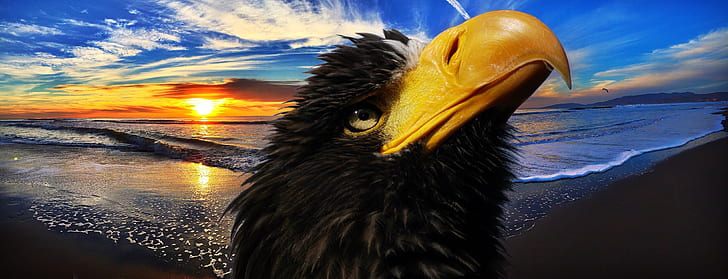 panoramic photo of bald eagle and seashore background