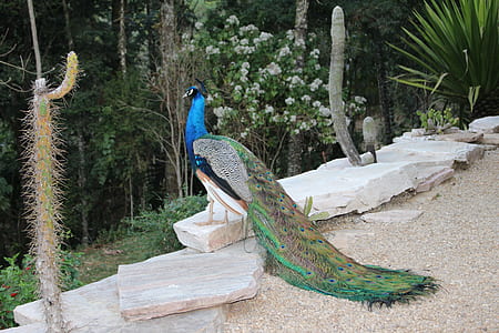 blue and green peacock on stone