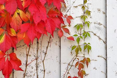 red-and-yellow leaves hanging on white wooden fence
