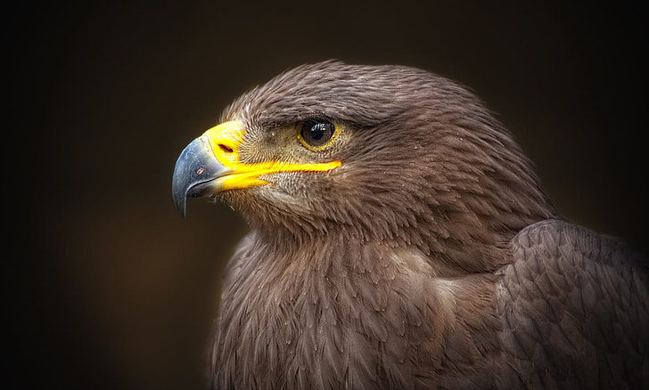 shallow focus photography of brown eagle