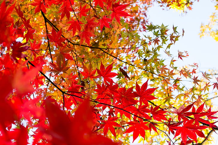 red maple leafed tree