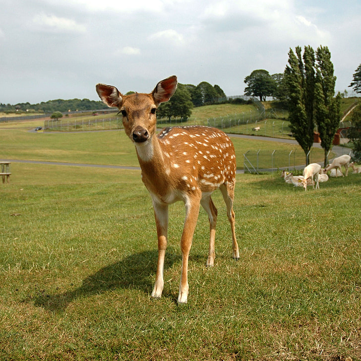 brown and white doe on green grass