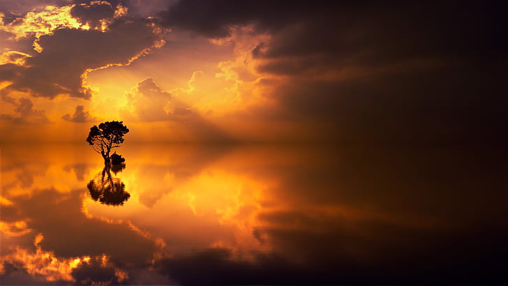 silhouette photography of tree near body of water
