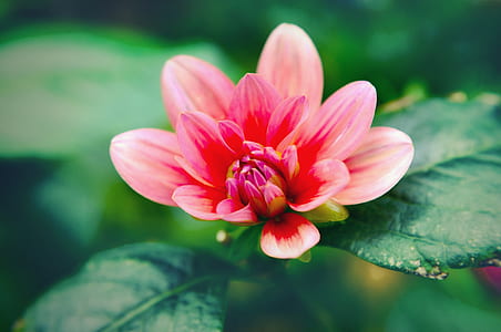 focus photography of pink petaled flower