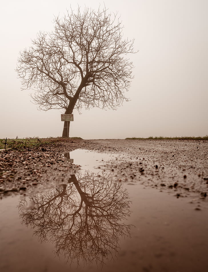 landscape photograph of bare tree reflex through bodywater