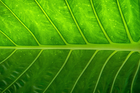 Closeup shot of a tree leaf texture