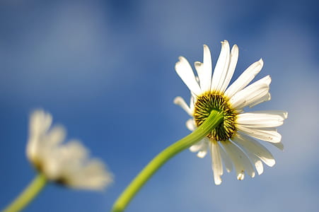low-angle photography of white daisy flower