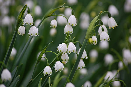 selective focus photography of white snowdrop flowers with water droplets