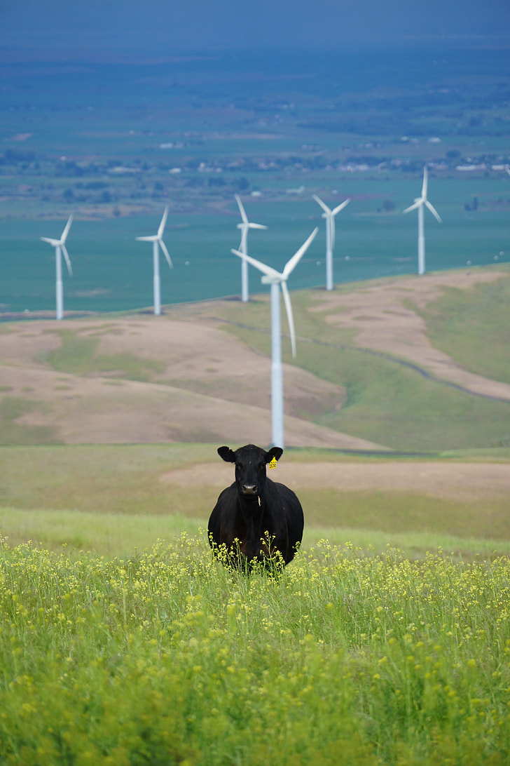 black cow on bed of flowers with windmill background