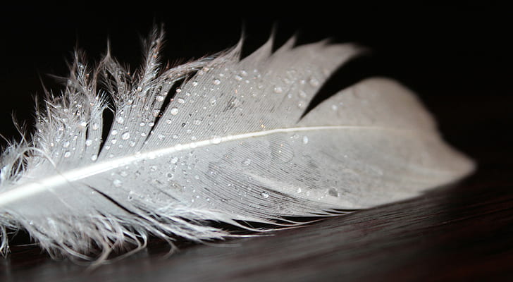 shallow photography of white feather