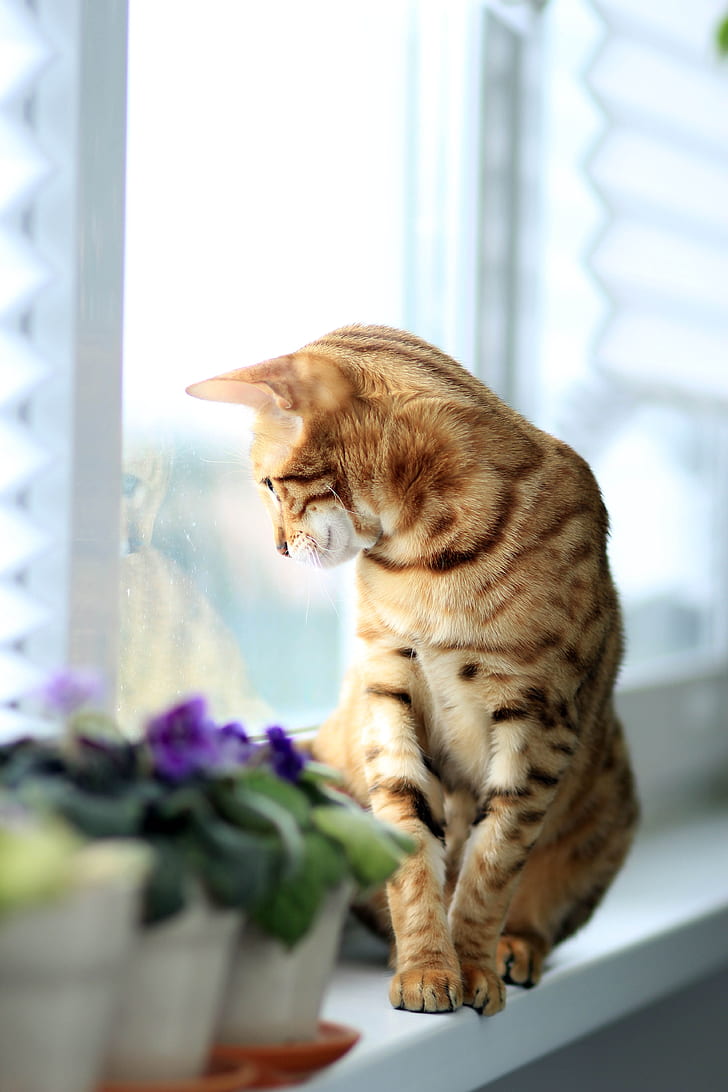 orange cat sitting on white wooden shelf near glass window seeing outside