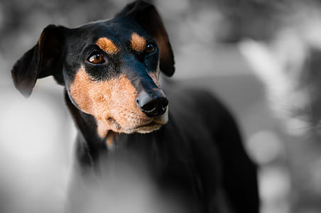 adult black and tan Manchester terrier