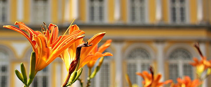 Orange Flowers Beside Buildings during Daytime