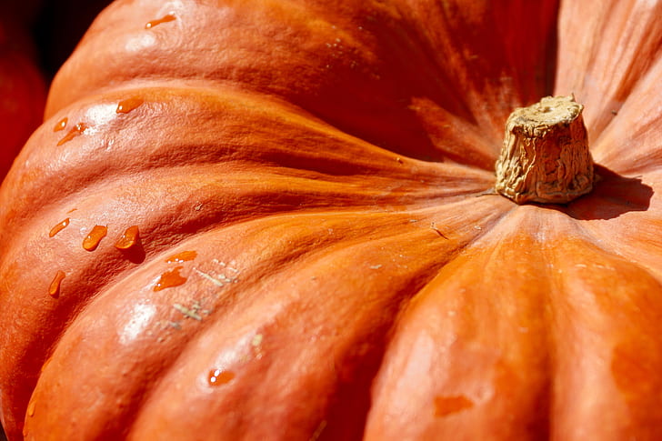 orange pumpkin in closeup photography