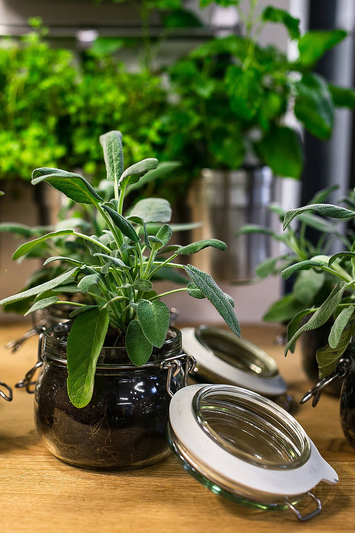 Green plants in glass jars on a table