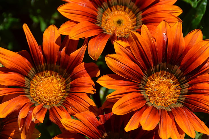 closeup photo of three orange petaled flowers