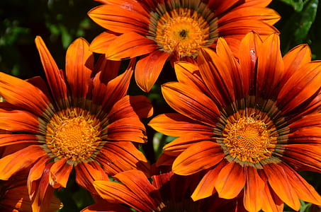 closeup photo of three orange petaled flowers