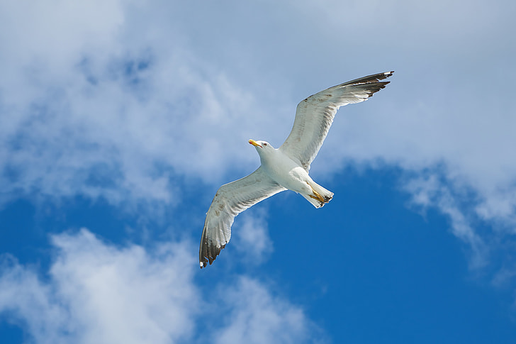 low angle photography of white seagull flying under white clouds during daytime