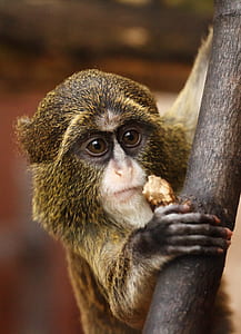 closeup photo of black and brown monkey