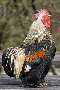 closeup photo of brown, black, and yellow rooster