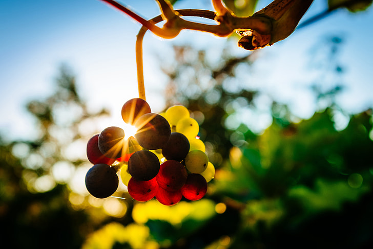 Grapes in a vineyard at sunset