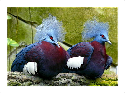 two purple-and-grey birds photo