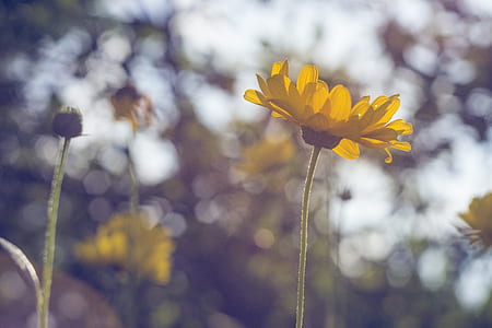 Shallow Focus Photography of Yellow Sunflower