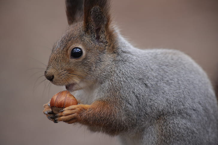 gray and brown squirrel eating a nut