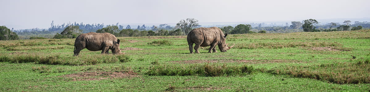 two rhino on green grass
