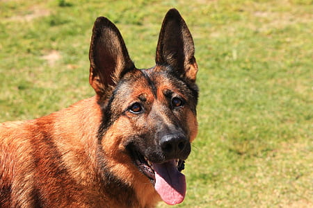 Close-up Portrait of Dog on Field