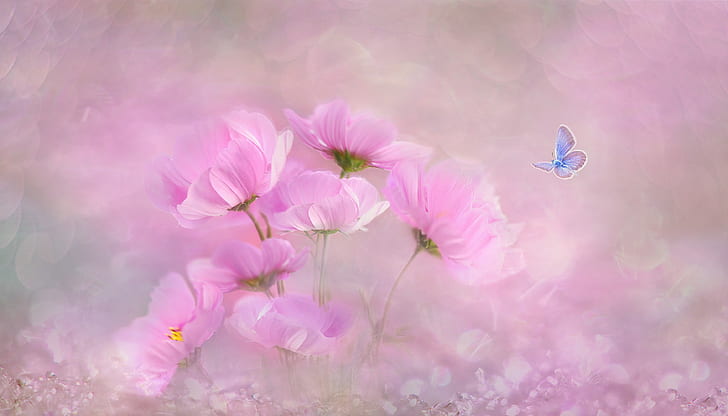 pink cosmos flowers painting