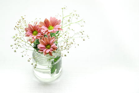 pink daisy flowers and baby's breath flowers in clear glass vase