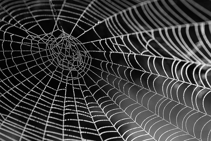 cobweb closeup photography