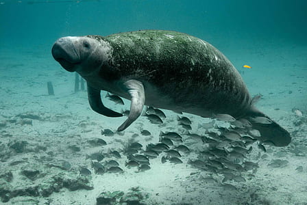 brown seacow swam in water