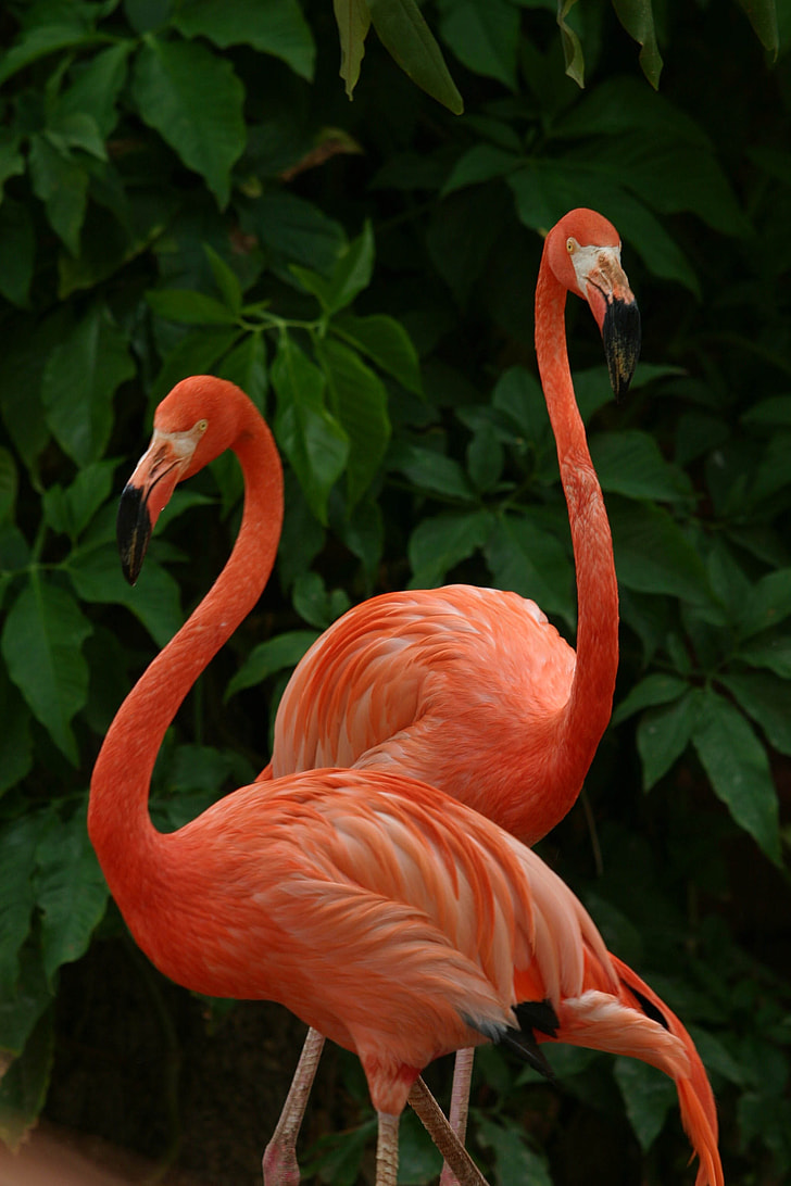 two red Flamingos near green leaf plant