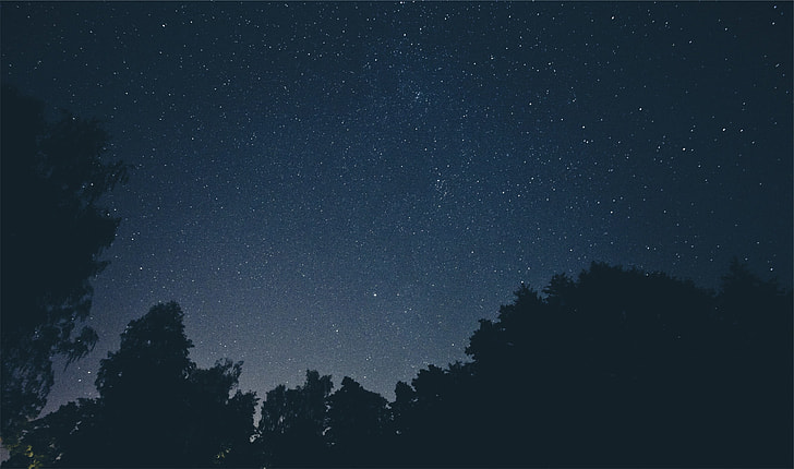 tress under night sky