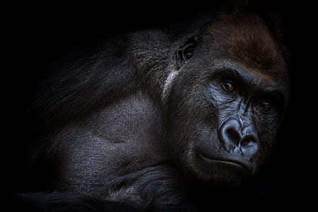 close up photo of gorilla