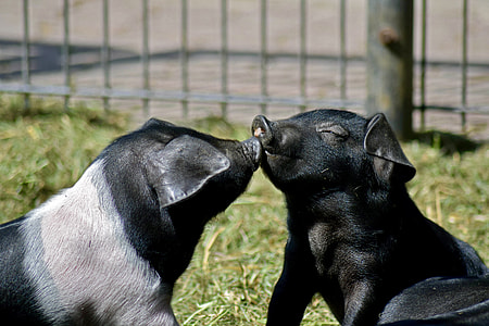selective focus photo of two piglets