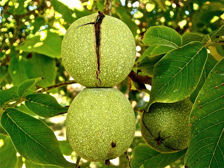 round green fruits hanged on tree