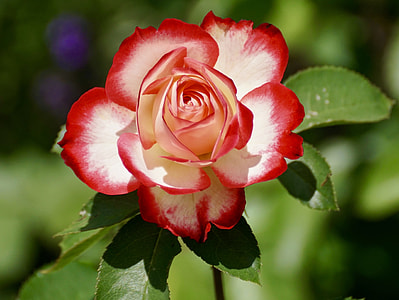 view of a red and white rose flower