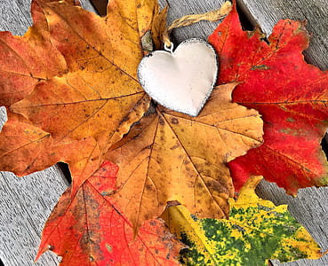 macro shot photography of silver-colored heart pendant surrounded of maple leaves