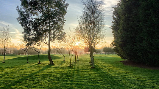 photo of trees on green grass field