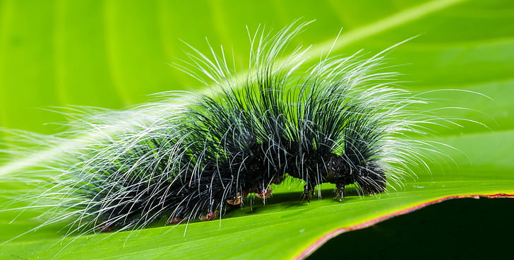 Black and White Hairy Caterpillar on Top of Green Leaf