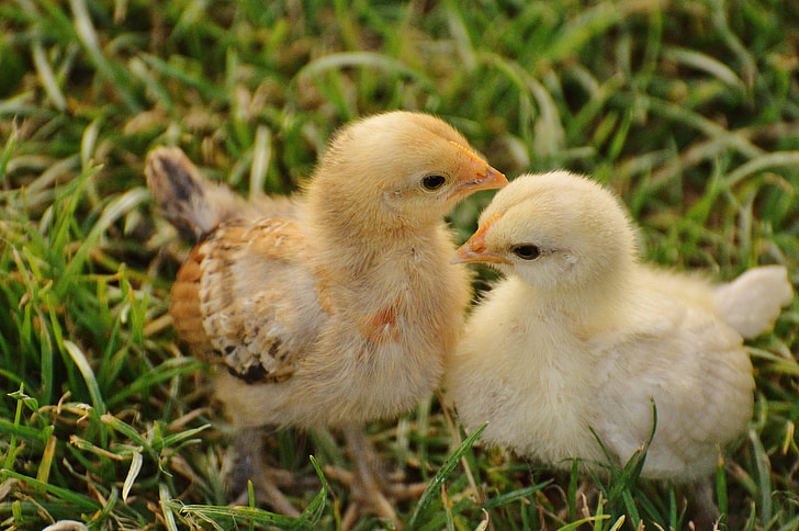 two brown chicks on green grass